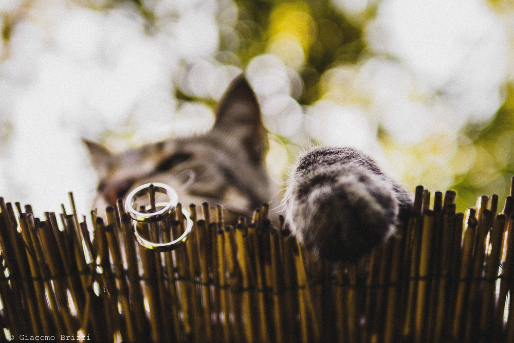 Dettaglio sulle fedi nuziali e cesta del gatto, fotografo matrimonio Sarzana, Liguria